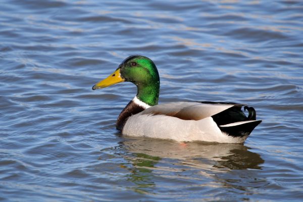 Mallard-drake-swimming-blue-water-background