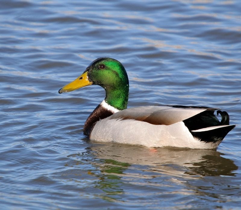 Mallard-drake-swimming-blue-water-background