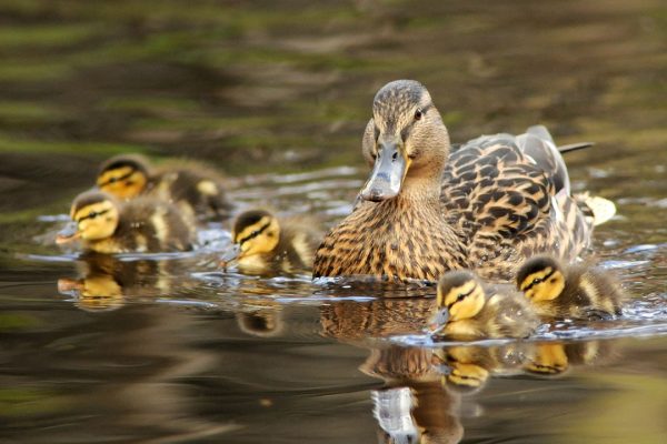 mallard-duck-with-chicks-on-water
