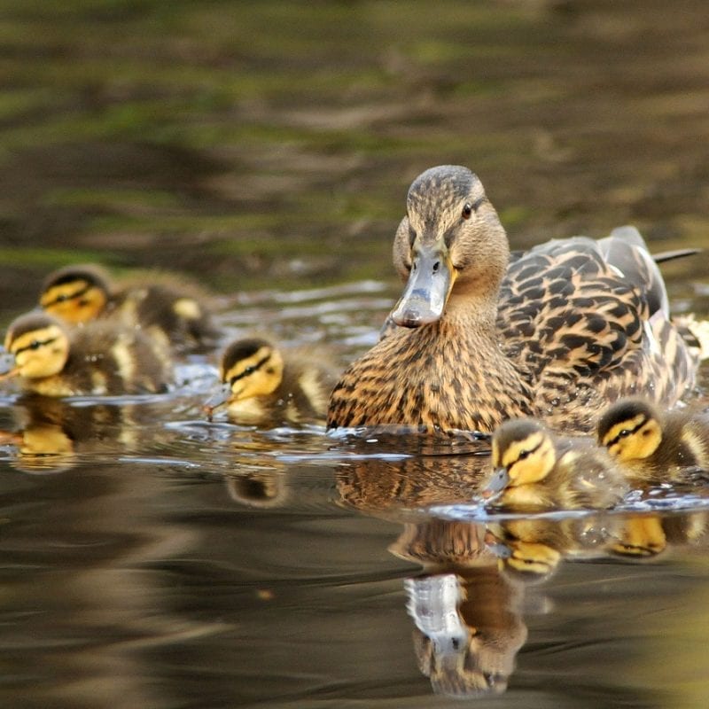 mallard-duck-with-chicks-on-water