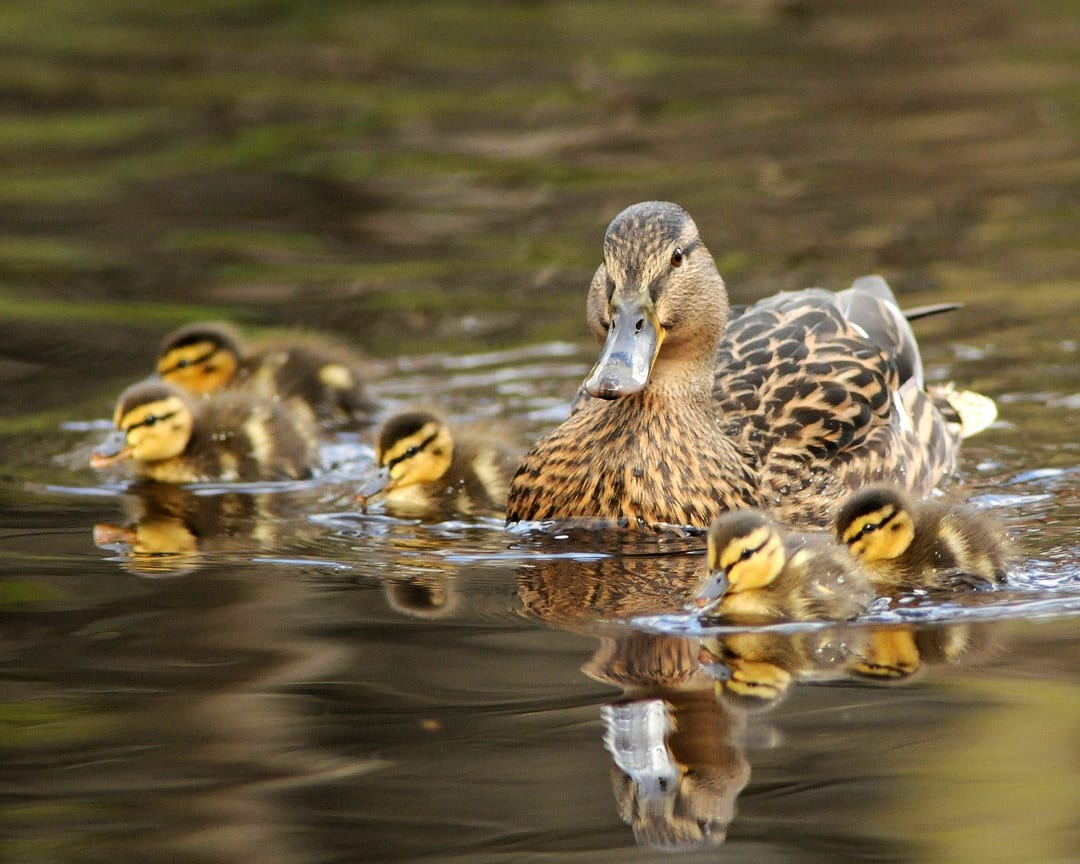 mallard-duck-with-chicks-on-water
