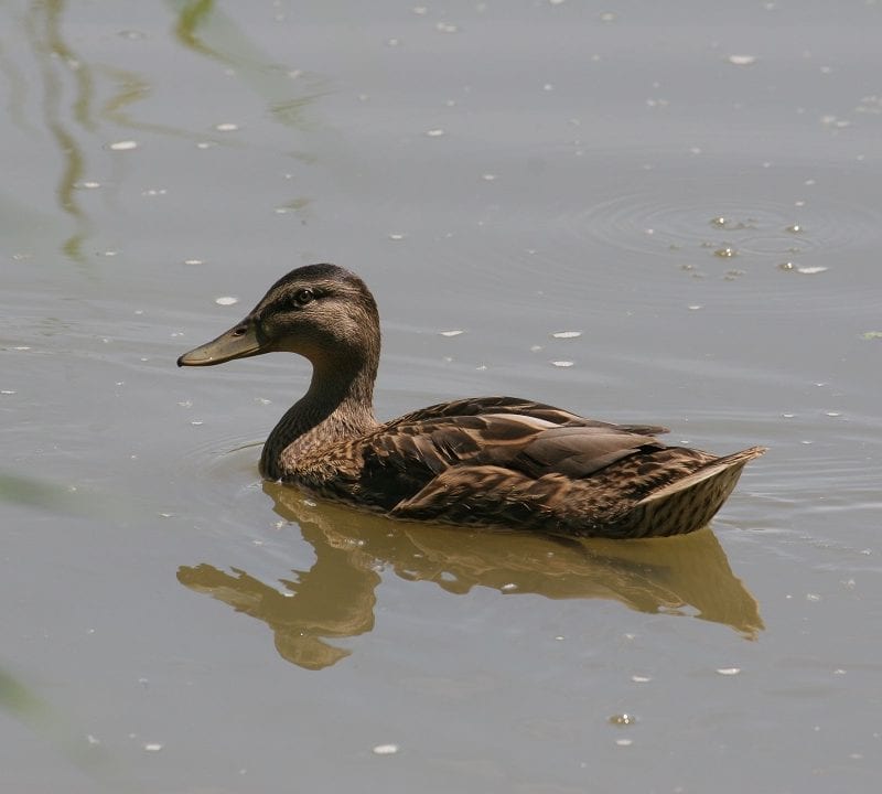 mallard-duck-swimming