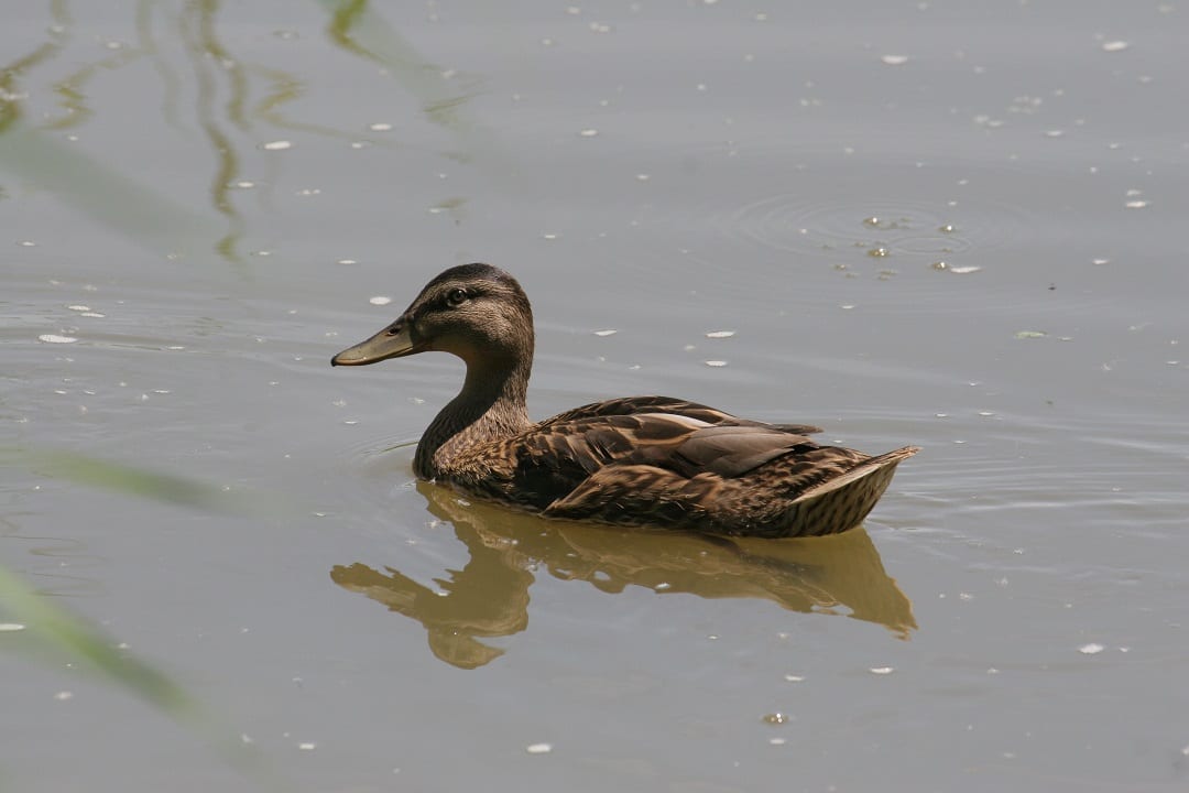 mallard-duck-swimming