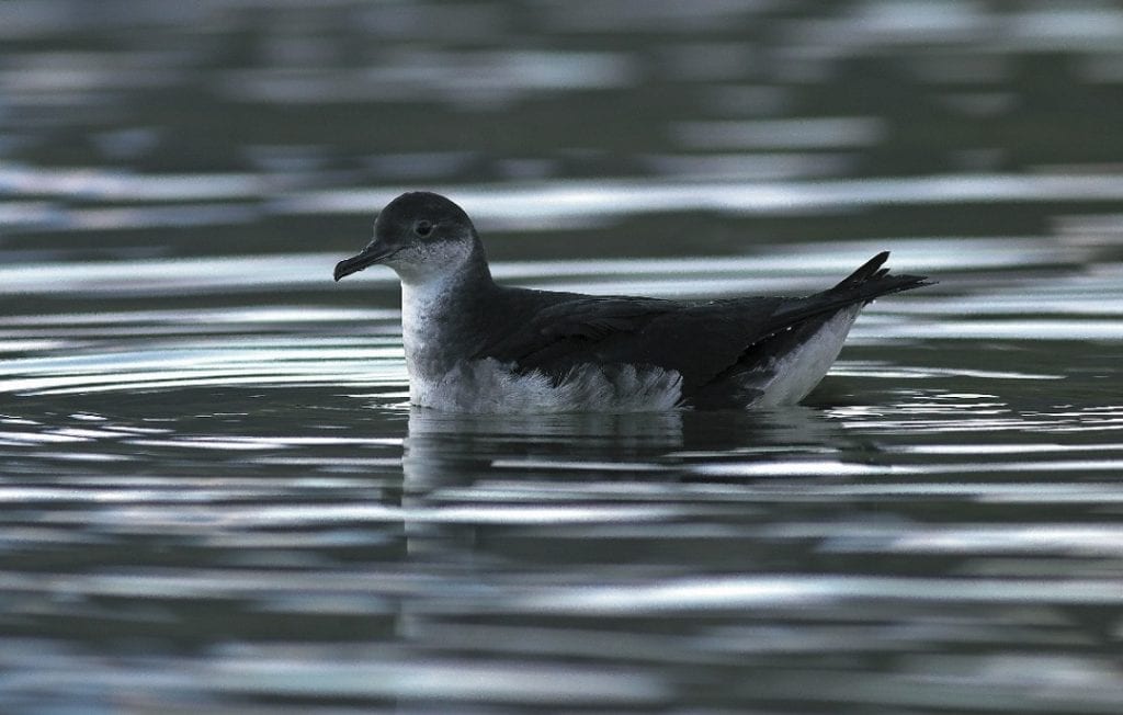 manx-shearwater-on-water