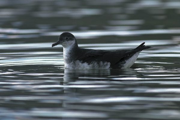 manx-shearwater-on-water