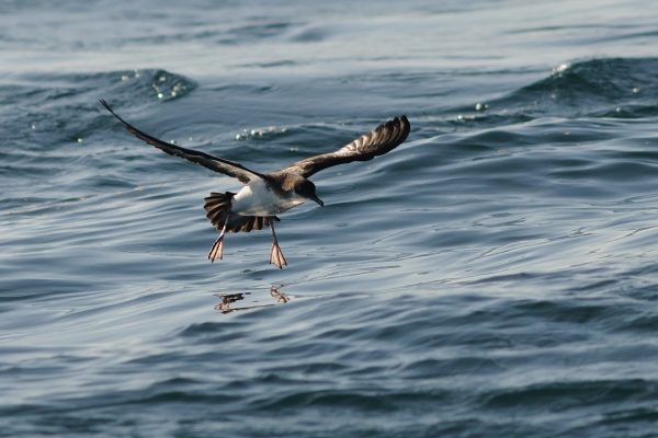 manx-shearwater-flying-over-water