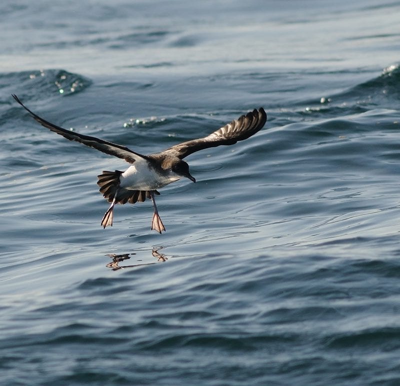 manx-shearwater-flying-over-water