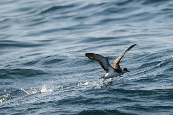 manx-shearwater-taking-off-over-water