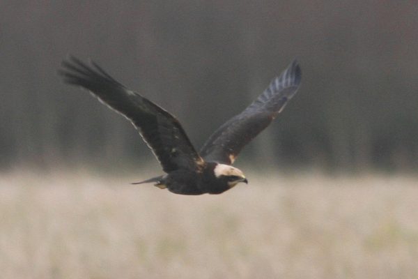 marsh-harrier-flying