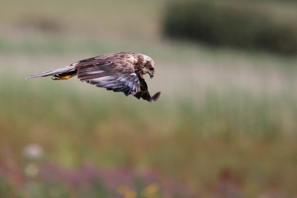 marsh-harrier-hunting