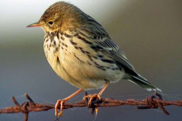 meadow-pipit-perching-on-barbed-wire