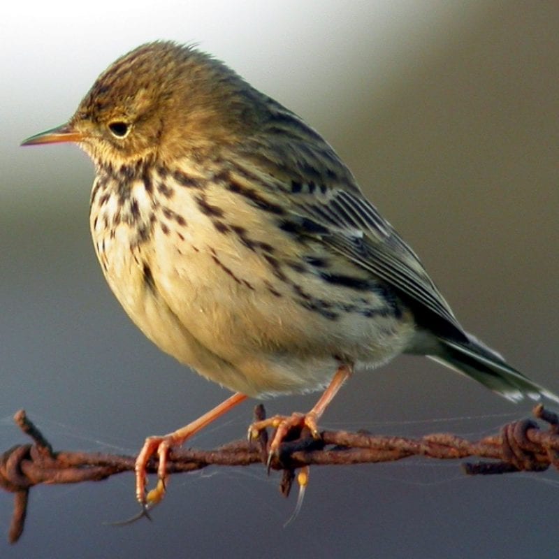 meadow-pipit-perching-on-barbed-wire