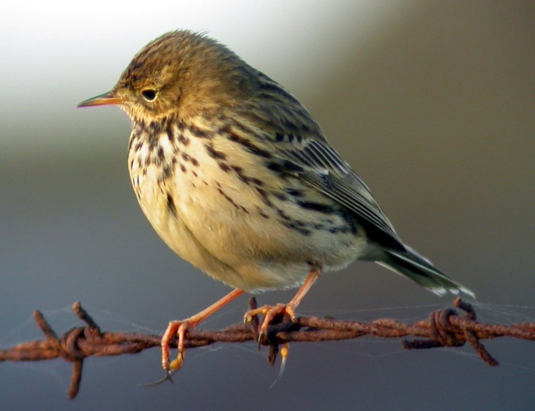 meadow-pipit-perching-on-barbed-wire