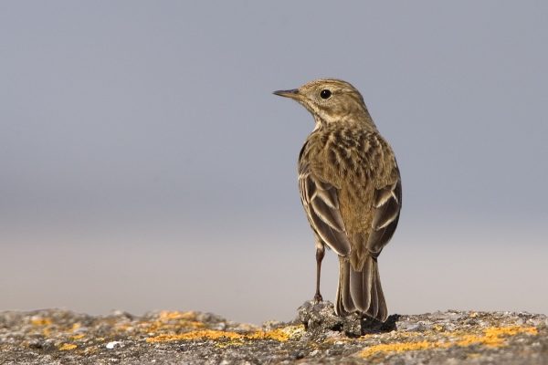 meadow-pipit-on-stone-wall