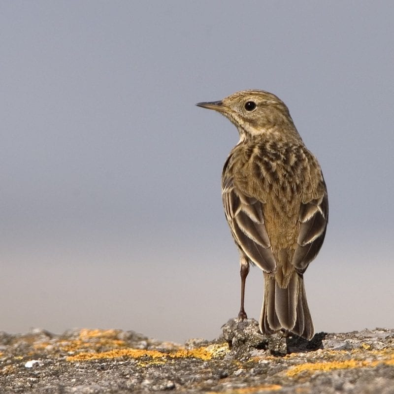 meadow-pipit-on-stone-wall