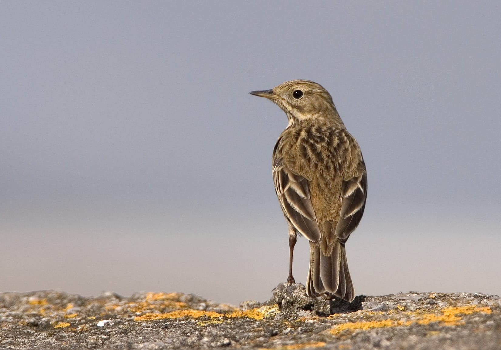 meadow-pipit-on-stone-wall