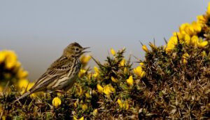 meadow-pipit-singing-amongst-gorse