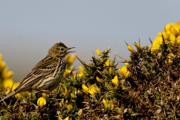 meadow-pipit-singing-amongst-gorse