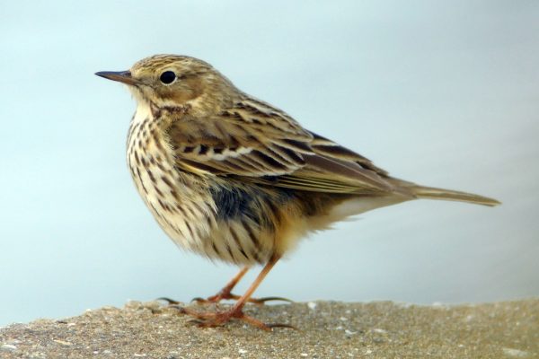 meadow-pipit-standing-on-stone
