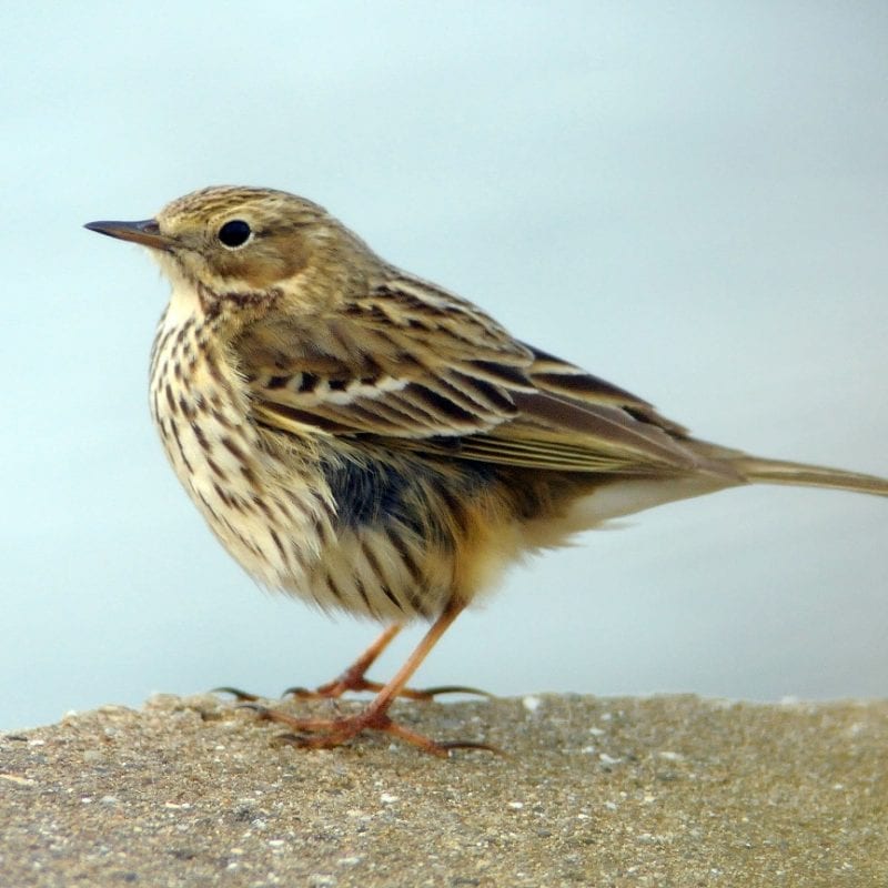 meadow-pipit-standing-on-stone