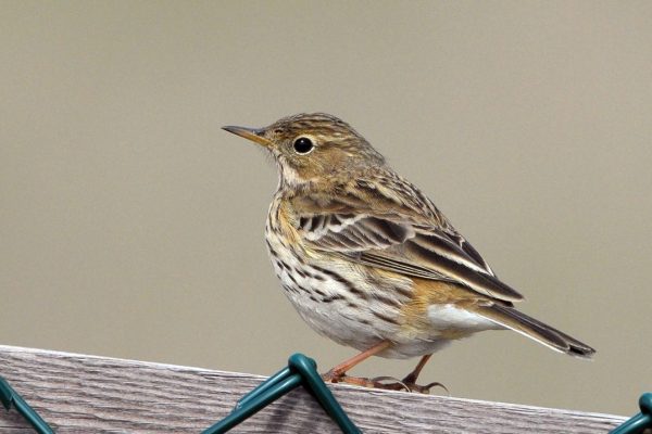 meadow-pipit-perched-on-fence