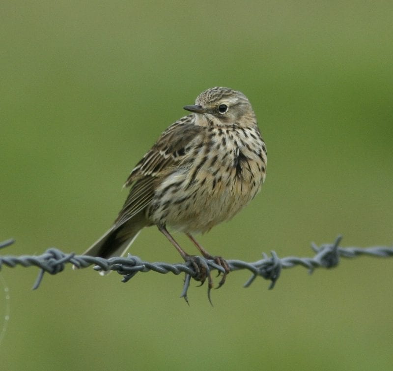 meadow-pipit-perched-on-barbed-wire