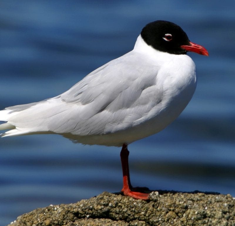 mediterranean-gull-standing-on-rock-sea-background