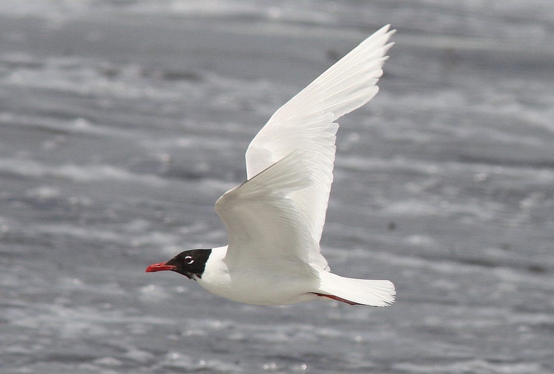 mediterranean-gull-flying
