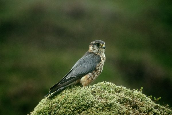 merlin-standing-on-mossy-rock