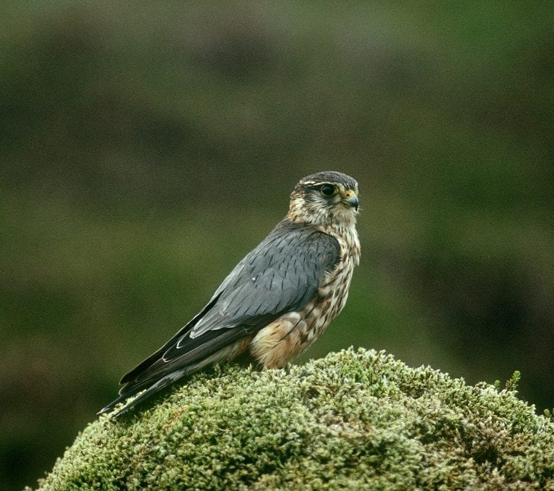 merlin-standing-on-mossy-rock