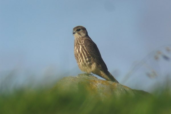 merlin-standing-on-rock-in-distance