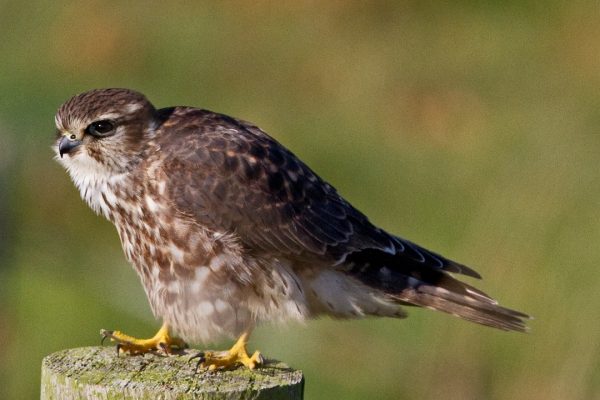 merlin-standing-on-post