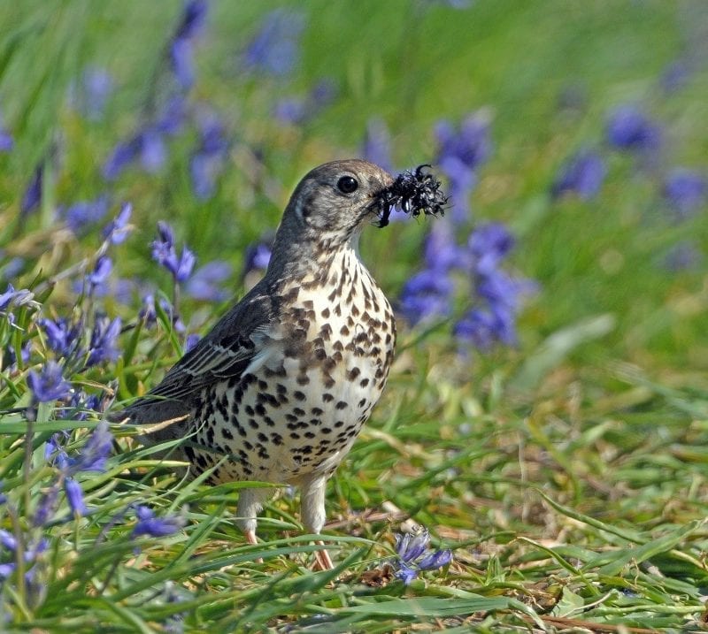 mistle-thrush-standing-amid-bluebells-with-prey-in-beak