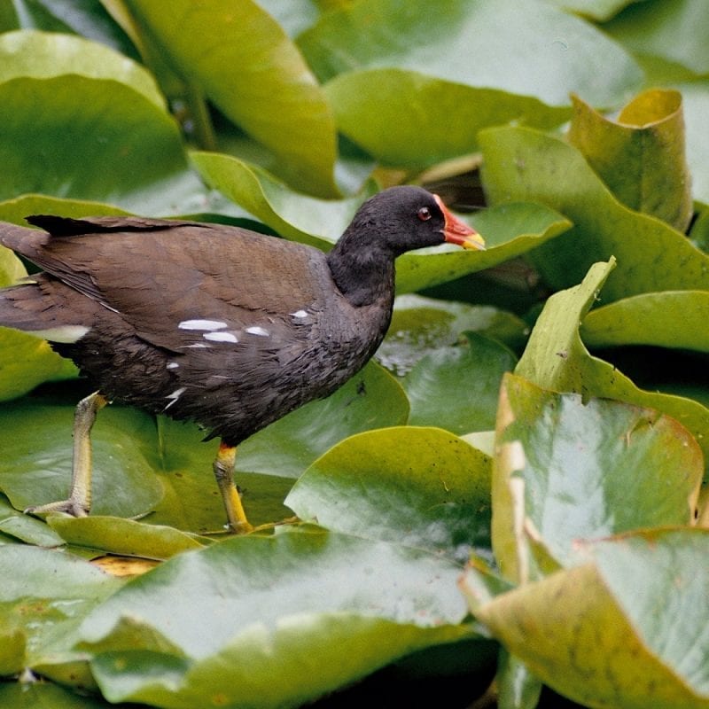 moorhen-walking-across-lily-pads