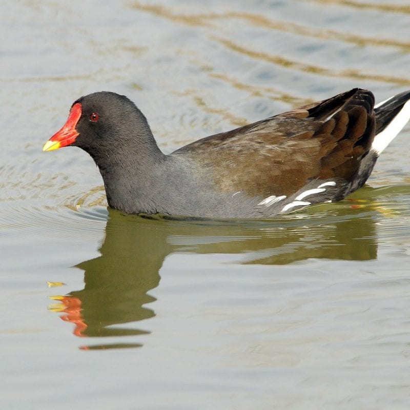 moorhen-swimming