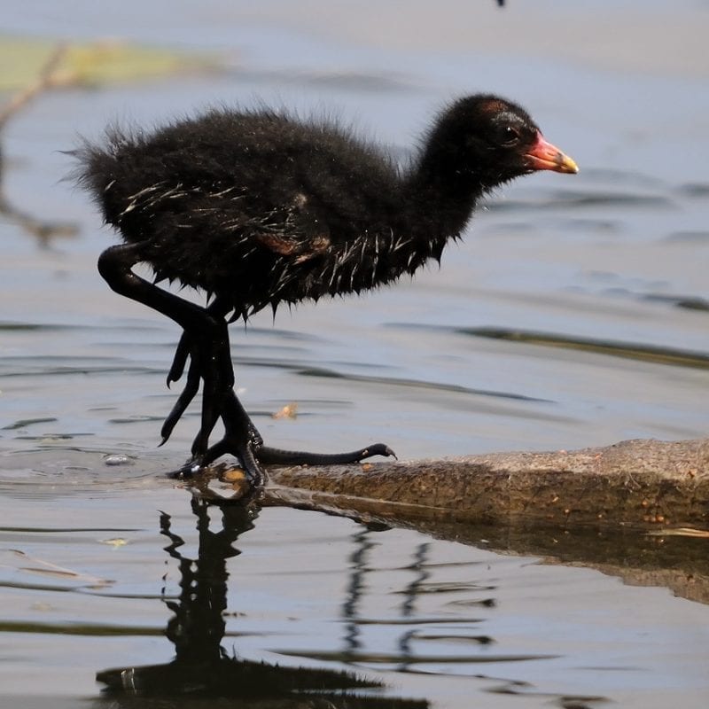 moorhen-chick