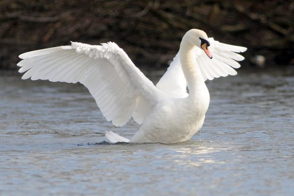 mute-swan-stretching-wings-on-water