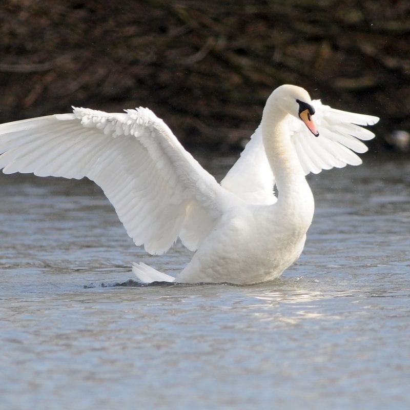 mute-swan-stretching-wings-on-water