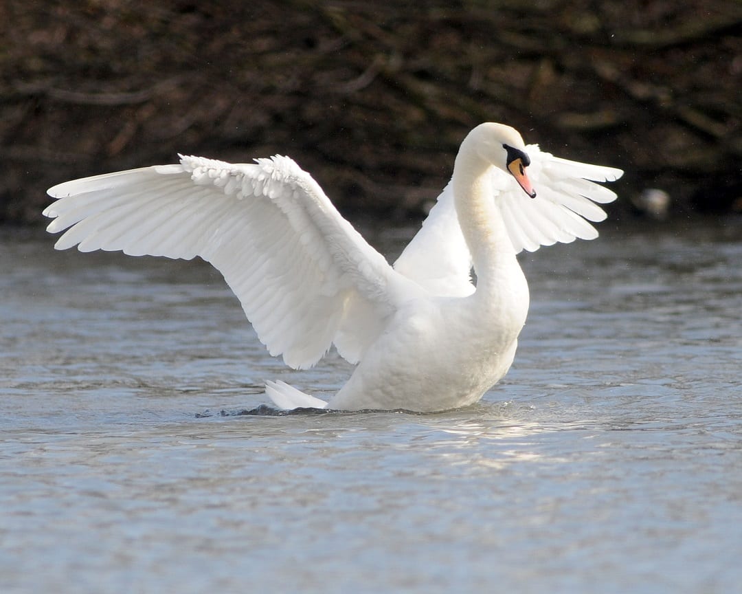 mute-swan-stretching-wings-on-water