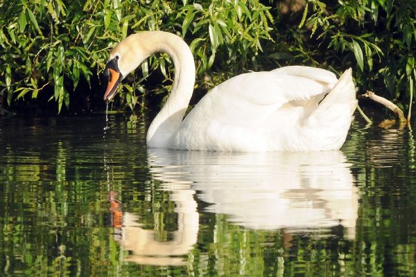 mute-swan-swimming-under-bushes