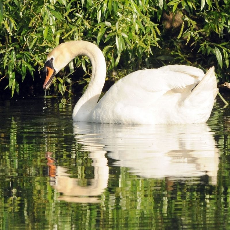 mute-swan-swimming-under-bushes