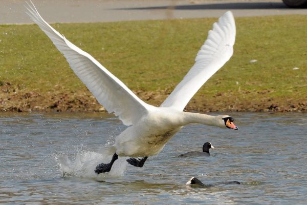 mute-swan-with-coots-on-water-flying