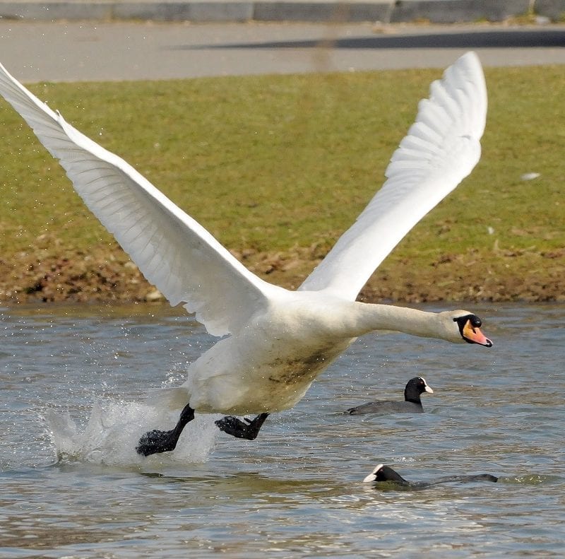 mute-swan-with-coots-on-water-flying