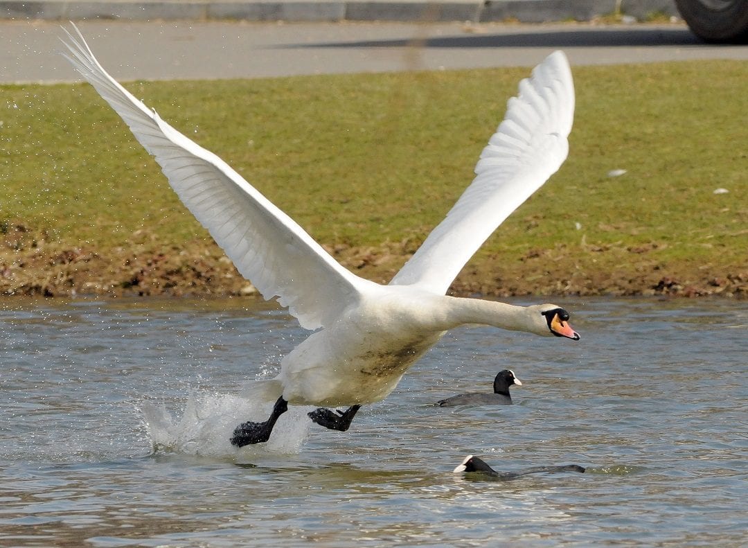 mute-swan-with-coots-on-water-flying