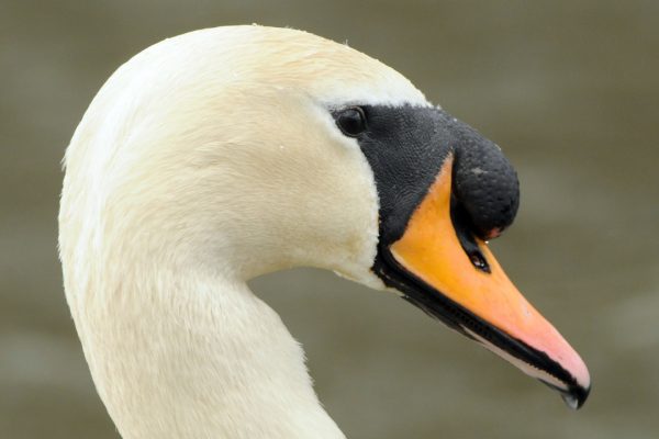 mute-swan-head-close-up