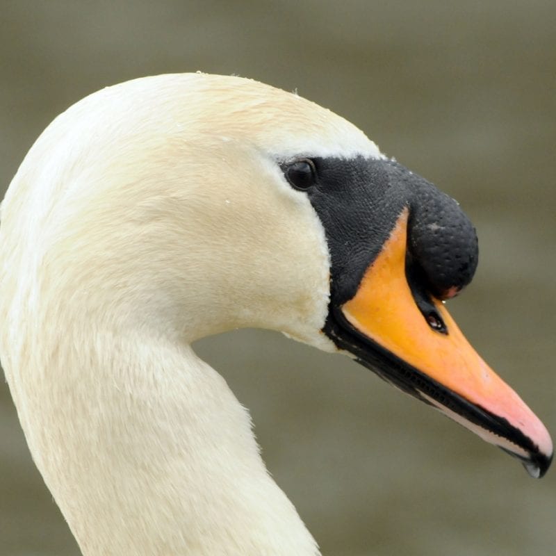 mute-swan-head-close-up