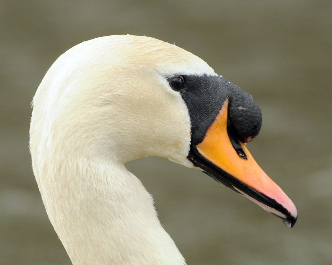 mute-swan-head-close-up
