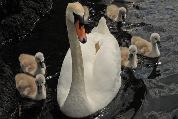 mute-swan-swimming-with-signets