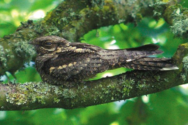 nightjar-resting-on-branch