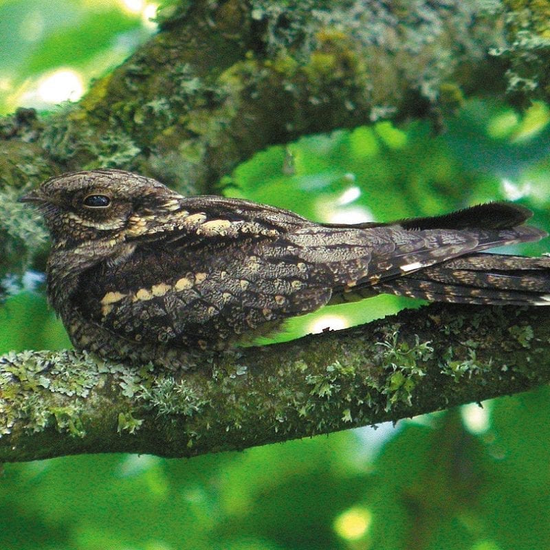 nightjar-resting-on-branch